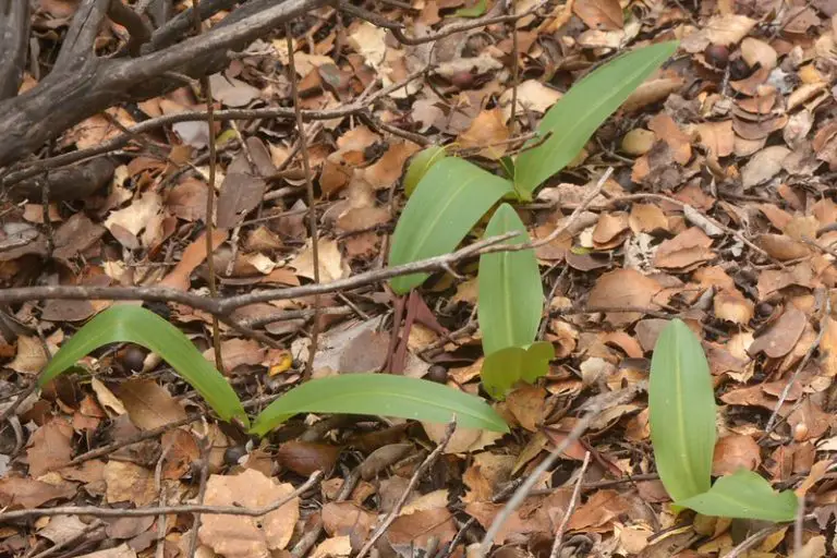 How to Dispose of Wood Mulch 5 Simple Ways To Do It