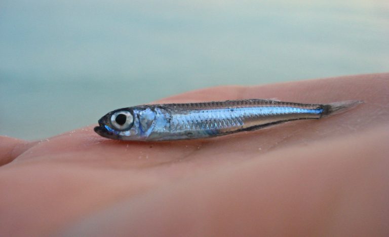Discard Fish How to Dispose of a Dead Fish - 5 Effective Ways To Do It