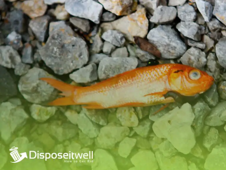 How to Dispose of a Dead Fish