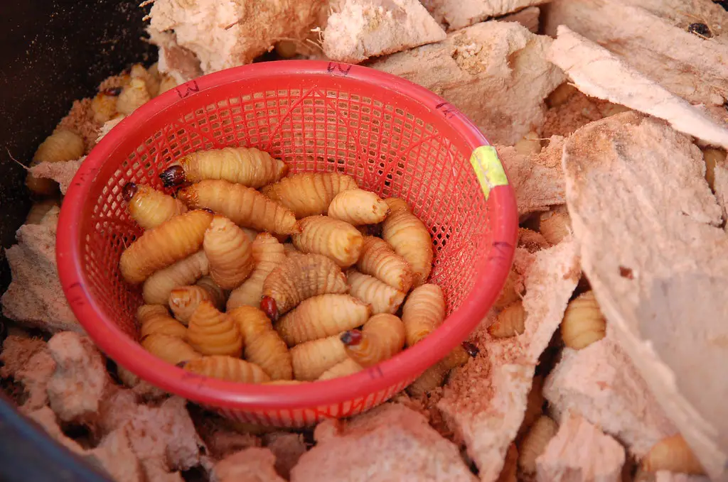 How to Kill Maggots in Trash Can Top Removal Methods