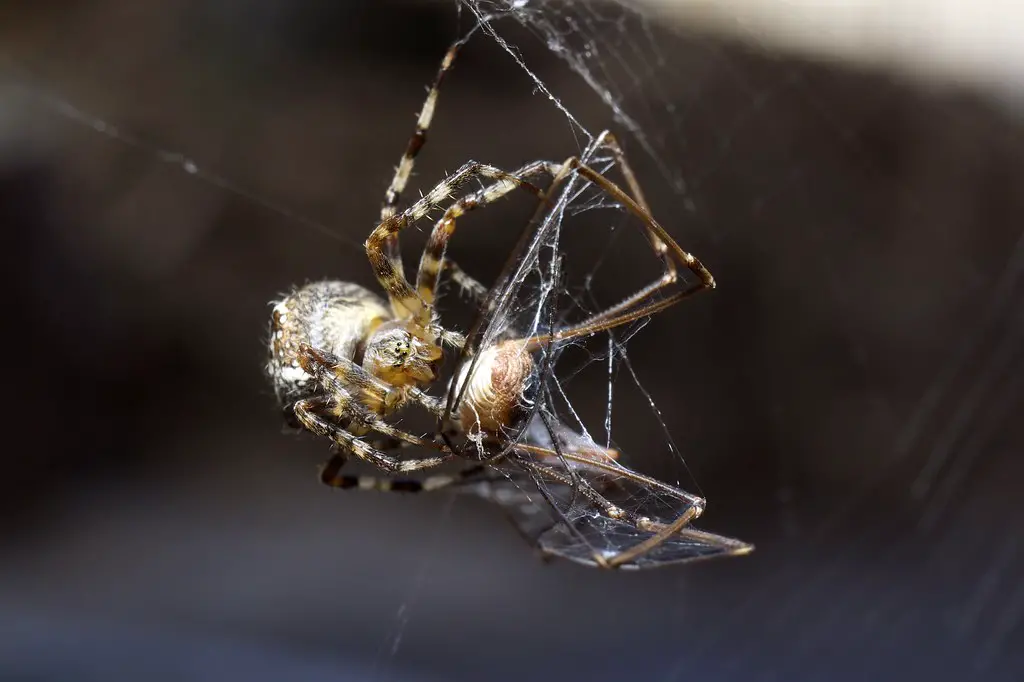 Get Rid Of Cellar Spiders