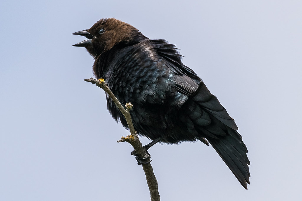 How To Get Rid Of Cowbirds