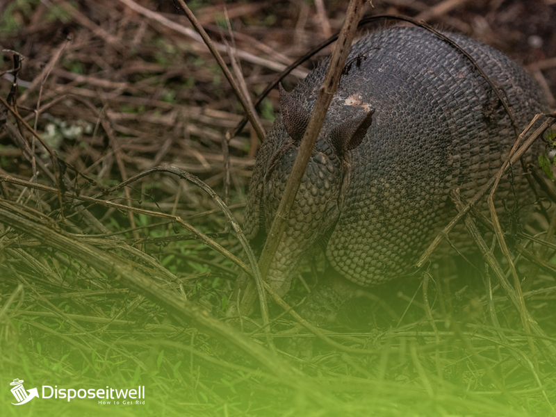 How to Use Vinegar to Get Rid of Armadillos