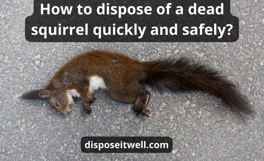 How To Dispose Of A Dead Squirrel: Top 3 Ways & Super Guide